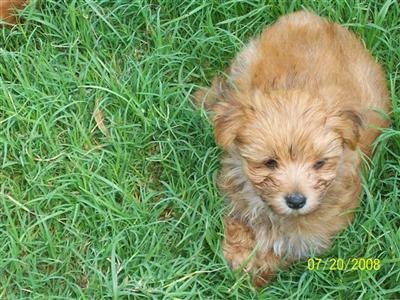 Maltese Puppies in TX